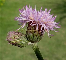  Capitula